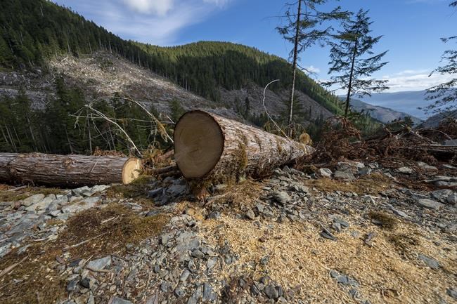 Carbon emissions from forestry masked by government accounting, says report | iNFOnews.ca Carbon emissions from forestry masked by government accounting, says report | iNFOnews.ca