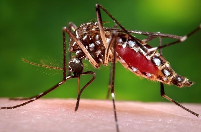 Are you a mosquito magnet? It could be your smell | iNFOnews.ca Are you a mosquito magnet? It could be your smell | iNFOnews.ca