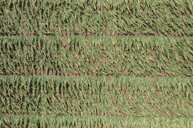 Puerto Rico struggles to recover after hurricane razed crops | iNFOnews.ca Puerto Rico struggles to recover after hurricane razed crops | iNFOnews.ca