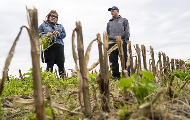 Climate Changed: Quebec farmers improve soil as water supply becomes less reliable | iNFOnews.ca