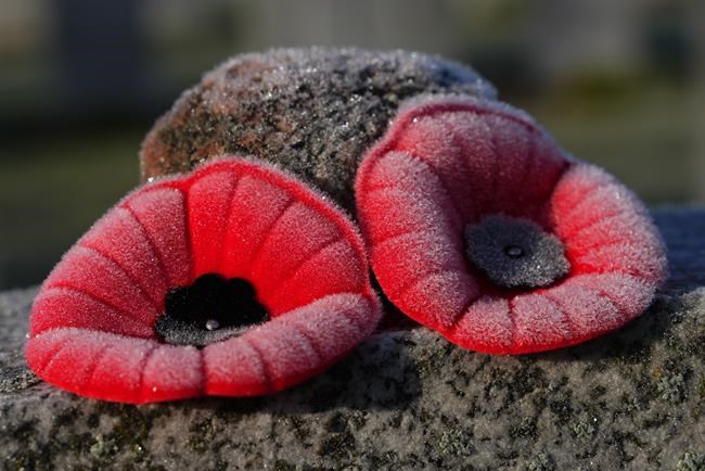 New poppy campaign initiatives seek to modernize the tradition of remembrance | iNFOnews.ca