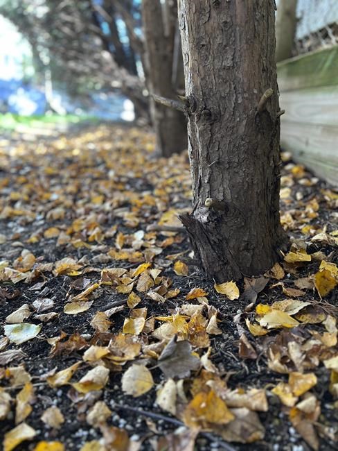 Fall's the best time to prep garden soil for new plants | iNFOnews.ca Fall's the best time to prep garden soil for new plants | iNFOnews.ca