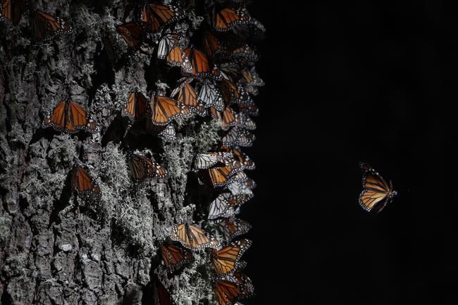 Monarch butterflies return to Mexico on annual migration | iNFOnews.ca CP589826458