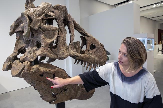 T rex skull unearthed in South Dakota to be auctioned in NY | iNFOnews.ca