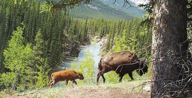 Banff National Park considers next steps for bison herd reintroduced into backcountry | iNFOnews.ca