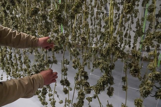Judge halts pot dispensary licenses in parts of New York | iNFOnews.ca CP206801261