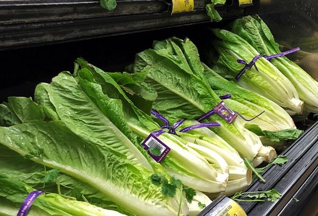 Lettuce prices spike amid shortage, some restaurants pull greens off menus | iNFOnews.ca Lettuce prices spike amid shortage, some restaurants pull greens off menus | iNFOnews.ca