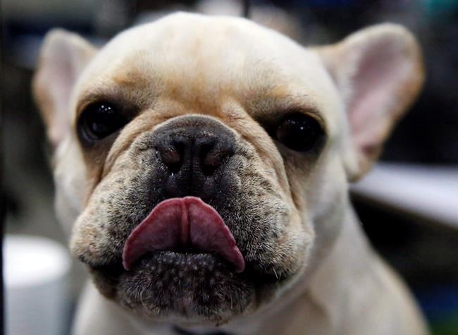 Quebec police nab three suspects in connection with thefts of bulldog puppies | iNFOnews.ca CP581206425