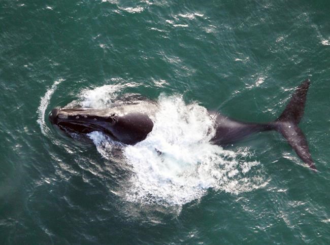 Progress being made in fight to save North Atlantic right whale from extinction | iNFOnews.ca Progress being made in fight to save North Atlantic right whale from extinction | iNFOnews.ca