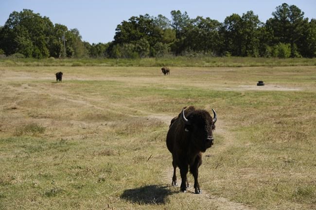Bison's relocation to Native lands revives a spiritual bond | iNFOnews.ca