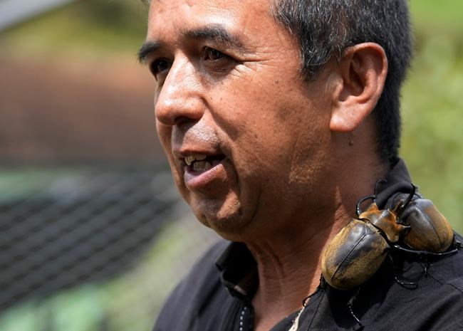 Hard-working Colombian beetles clean garbage, retire as pets | iNFOnews.ca