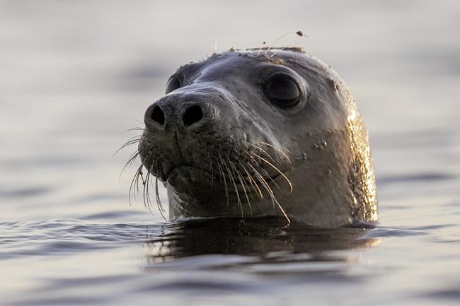 Facial recognition can help conserve seals, scientists say | iNFOnews.ca Facial recognition can help conserve seals, scientists say | iNFOnews.ca