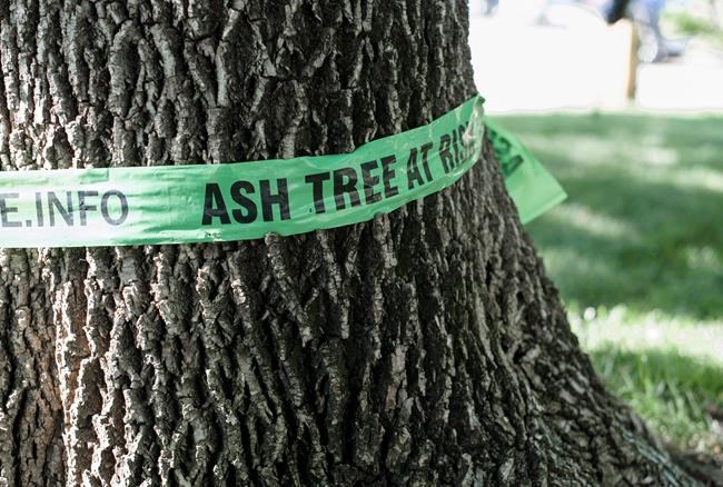 Climate Changed: How a shiny green beetle put a dent in Canada's urban forests | iNFOnews.ca