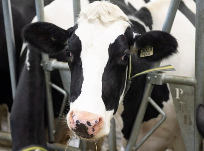 Don't have a cow: Senator's legen-dairy speech draws metaphor from bovine caper | iNFOnews.ca
