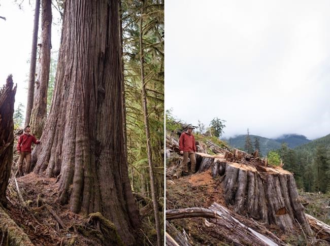 Giant trees still fall amid old-growth funding lag for B.C. First Nations | iNFOnews.ca