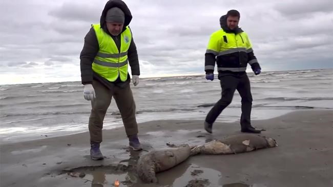 2.500 dead seals found on Russia's Caspian coast | iNFOnews.ca 2.500 dead seals found on Russia's Caspian coast | iNFOnews.ca