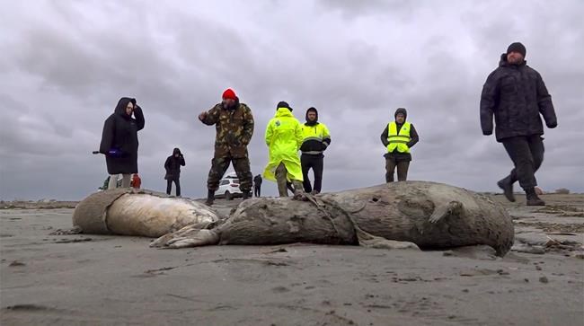 Russia: Mass seal death likely due to oxygen deprivation | iNFOnews.ca