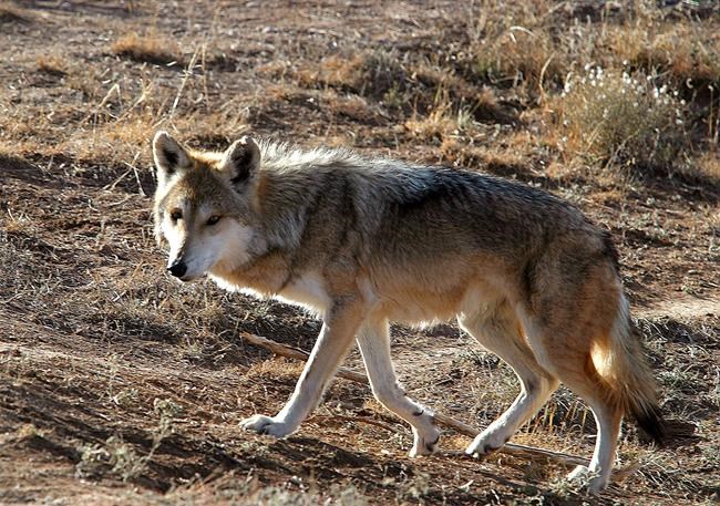 Protections sought for coyotes in Mexican wolf territory | iNFOnews.ca