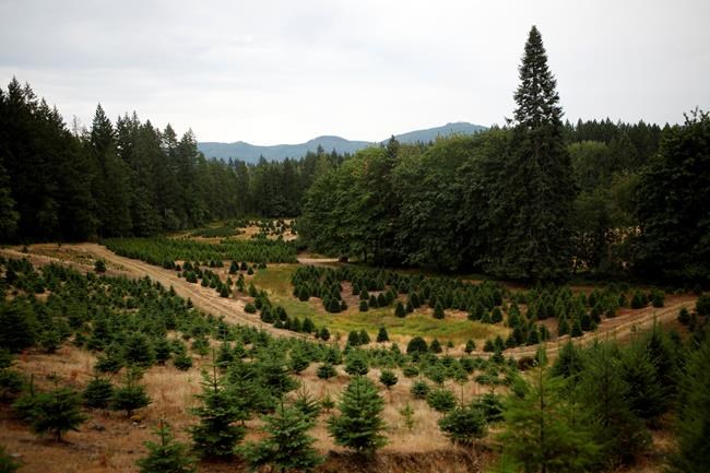 Climate change affecting Christmas tree farms across Canada, expert say | iNFOnews.ca