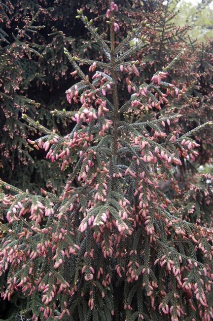 6 favorite conifers and the cones they produce | iNFOnews.ca