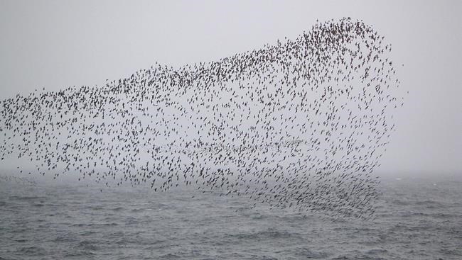 Starving seabirds on Alaska coast show climate change peril | iNFOnews.ca