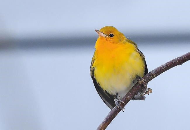 Rescue group captures wrong-way warbler that should be wintering far south | iNFOnews.ca Rescue group captures wrong-way warbler that should be wintering far south | iNFOnews.ca