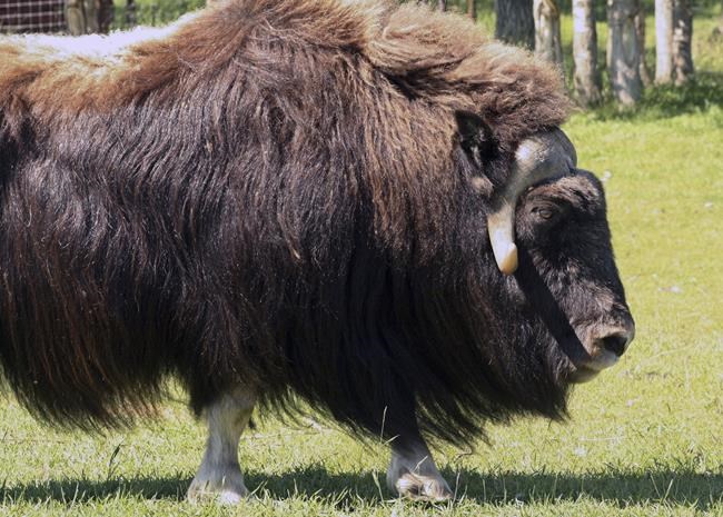 Alaska law officer killed in muskox attack outside his house | iNFOnews.ca