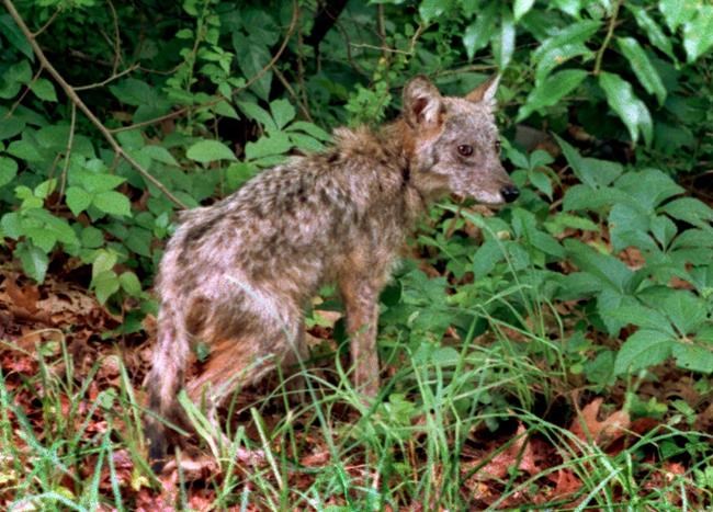 Massachusetts town hires federal officials to kill coyotes | iNFOnews.ca Massachusetts town hires federal officials to kill coyotes | iNFOnews.ca