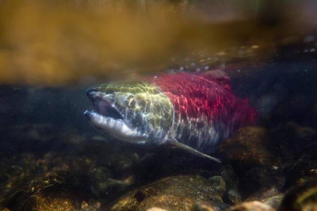Union critical of Ottawa's plan to buy back Pacific salmon licences | iNFOnews.ca Union critical of Ottawa's plan to buy back Pacific salmon licences | iNFOnews.ca
