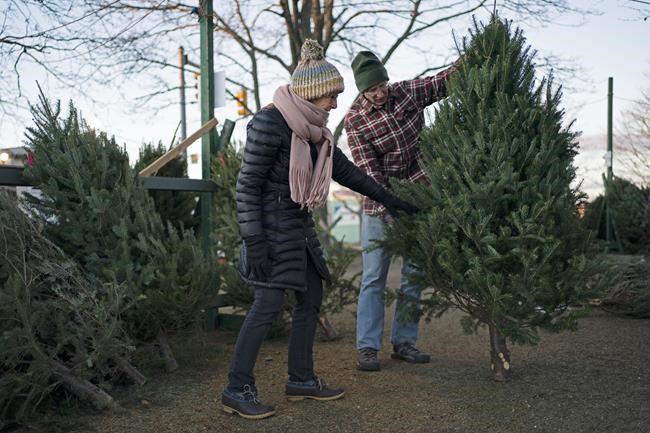 Christmas tree demand remains high despite inflation | iNFOnews.ca