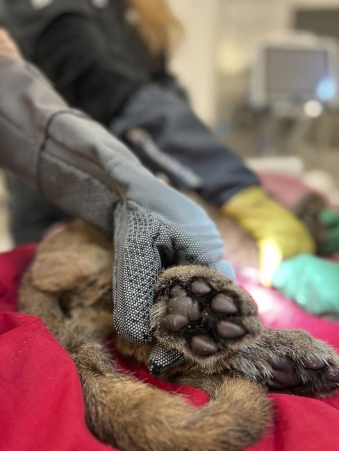 Critically ill mountain lion cub rescued in California | iNFOnews.ca