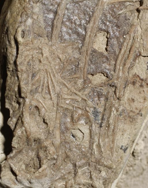 Dining dinosaur fossil has mammal in belly, sheds light on ancient ecosystems | iNFOnews.ca Dining dinosaur fossil has mammal in belly, sheds light on ancient ecosystems | iNFOnews.ca