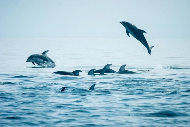Dolphins delight with return to B.C. waters, but some see 'invasive species' | iNFOnews.ca