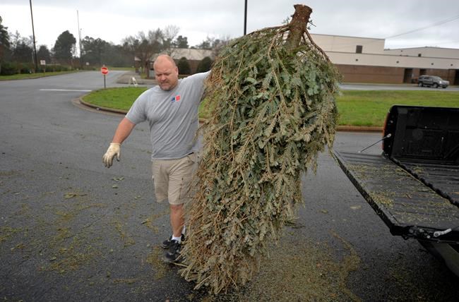 Christmas tree recycling is a good alternative to landfills | iNFOnews.ca Christmas tree recycling is a good alternative to landfills | iNFOnews.ca