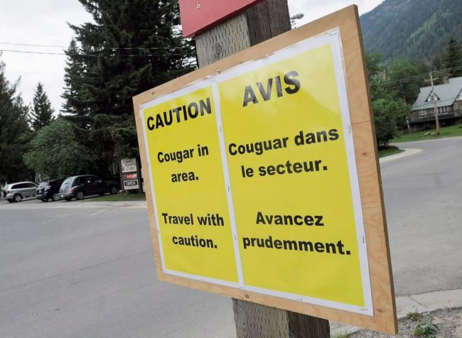 Tiny Protection Island, off Nanaimo, B.C., wary as large cougar moves in | iNFOnews.ca