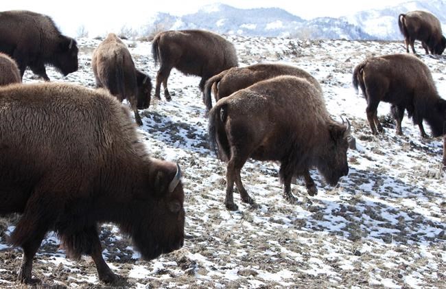 13 bison dead after truck hits herd near Yellowstone park | iNFOnews.ca