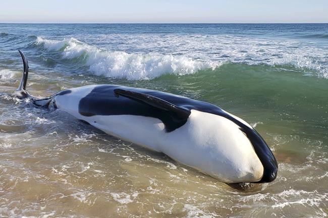 Killer whale dies after beaching itself on Florida coast | iNFOnews.ca