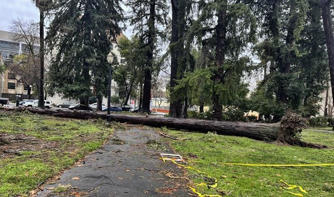 Sacramento's iconic tree canopy turns destructive in storms | iNFOnews.ca