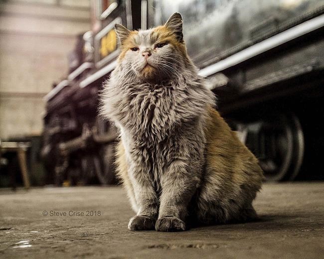 Nevada rail museum cat who became an internet hit mourned | iNFOnews.ca
