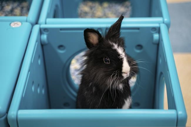 Hong Kong pet rabbits enjoy bunny resort while owners away | iNFOnews.ca