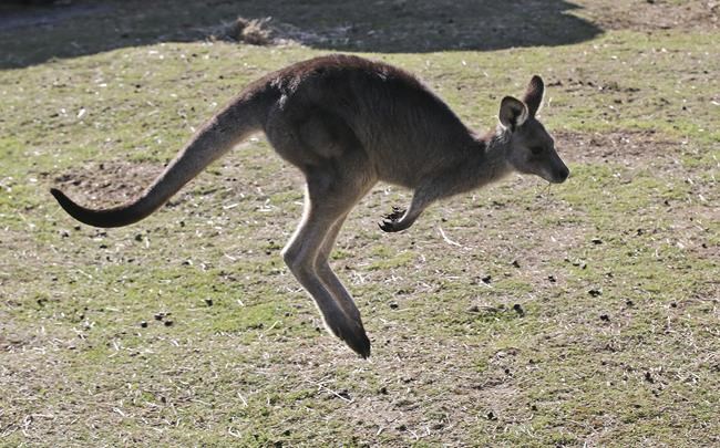 Bill banning sale of kangaroo parts introduced in Oregon | iNFOnews.ca Bill banning sale of kangaroo parts introduced in Oregon | iNFOnews.ca
