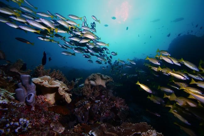 Fish sounds could help scientists understand their ocean world | iNFOnews.ca