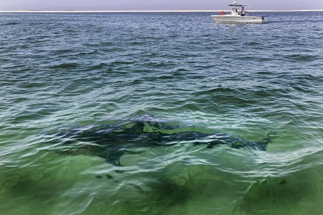 Tide begins to turn on shark and ray populations in northwestern Atlantic: study | iNFOnews.ca