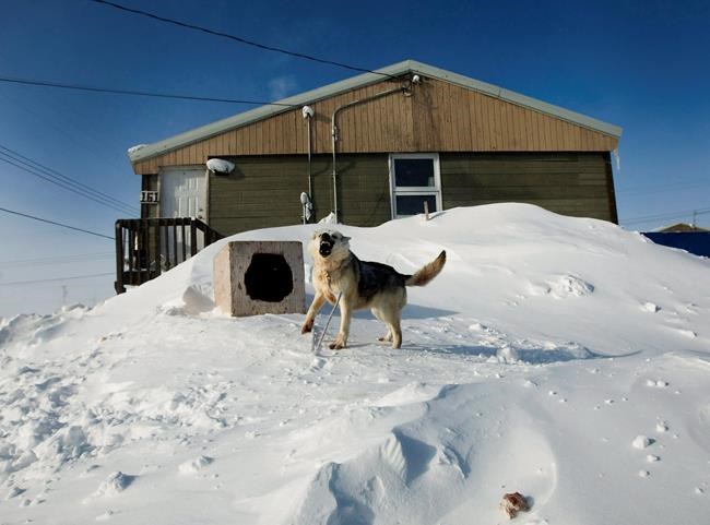 Growing dog populations an issue in some remote communities, shelters under pressure | iNFOnews.ca