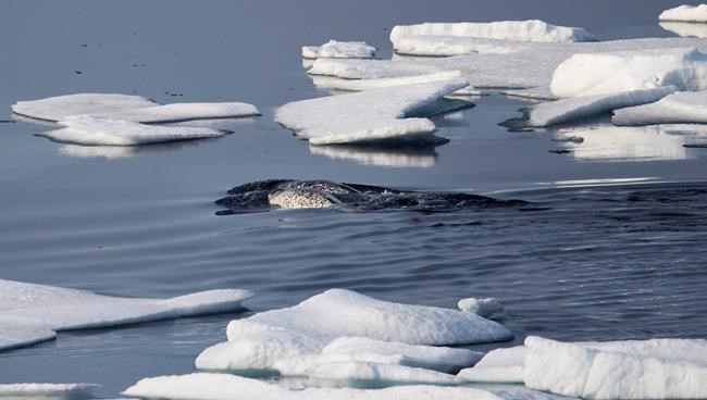 Inuit, environmental groups call for stronger measures to reduce underwater noise | iNFOnews.ca