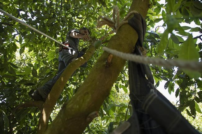 Mexican avocados shipped for Super Bowl named in complaint | iNFOnews.ca