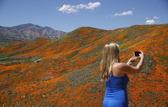 'Super bloom' swarms force California city to say no more | iNFOnews.ca 'Super bloom' swarms force California city to say no more | iNFOnews.ca