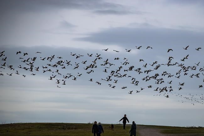 Richmond, B.C., drivers told to slow down as snow geese arrive on roads | iNFOnews.ca