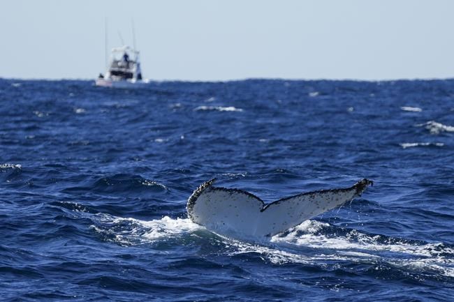 Lonely tunes: Humpback whales wail less as population grows | iNFOnews.ca
