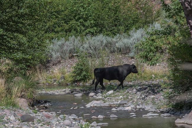 19 wild cows killed in US aerial shooting operation | iNFOnews.ca